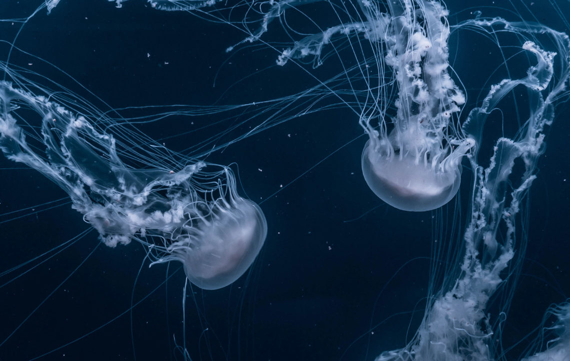 This image portrays We encountered a jellyfish paradise by Encompass Arts.